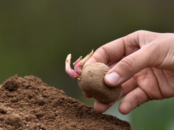 Vous devez faire germer les graines sous un bon éclairage.