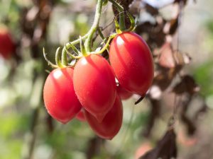 Caractéristiques de la variété de tomate Rio Fuego