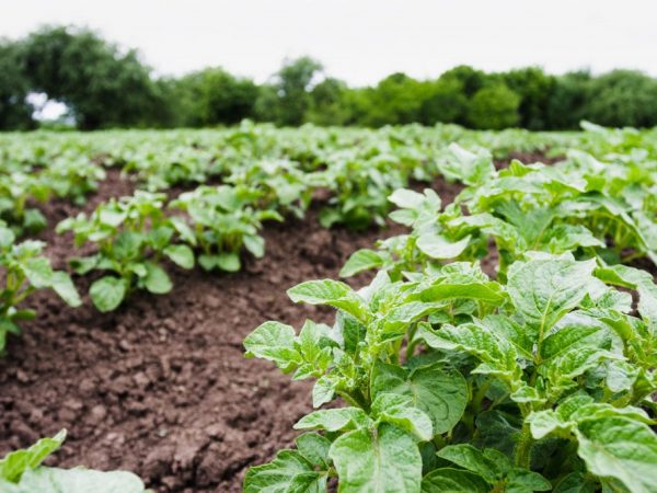 Les plantes résistent à de nombreux virus