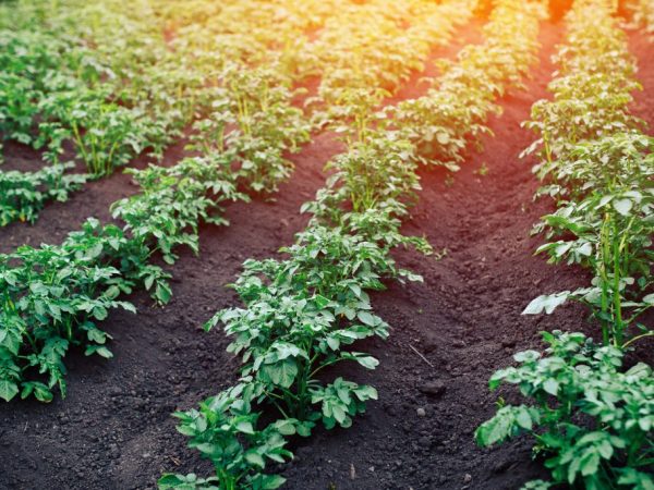 Les plantes doivent être désherbées régulièrement