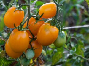 Variétés de tomates Crème