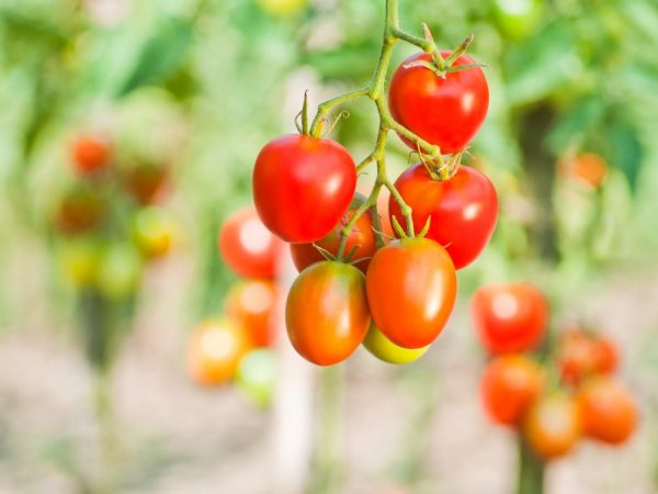 Ang pagkakaiba-iba na ito ay hindi inirerekomenda para sa lumalaking sa isang greenhouse.