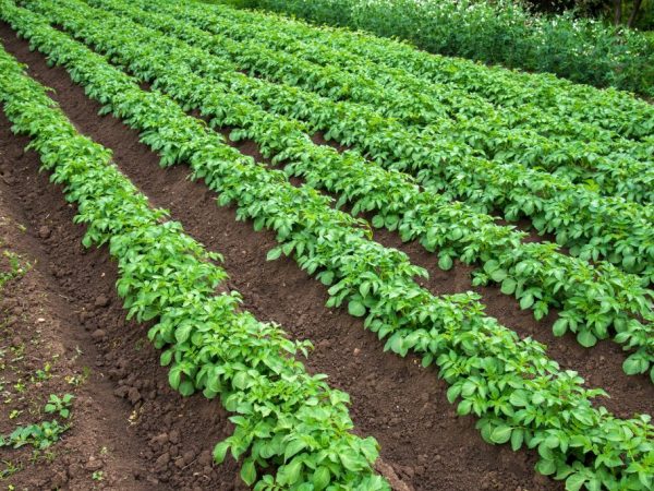 La plante a besoin d'un relâchement régulier