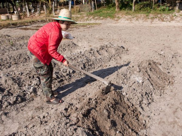 Le sol doit être préparé pour la plantation