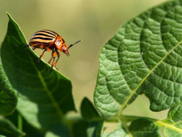 Protektahan ng gamot ang mga halaman mula sa pag-atake ng insekto