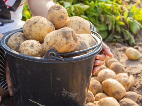 Description des pommes de terre de Timo