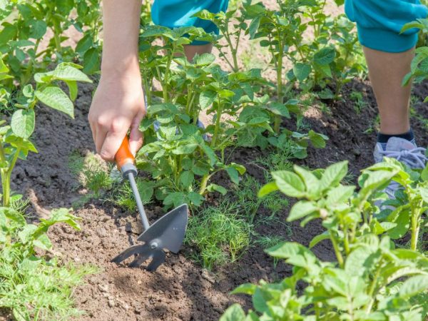 Les plantes doivent être renversées