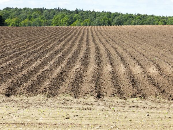 Le sol doit être fertilisé