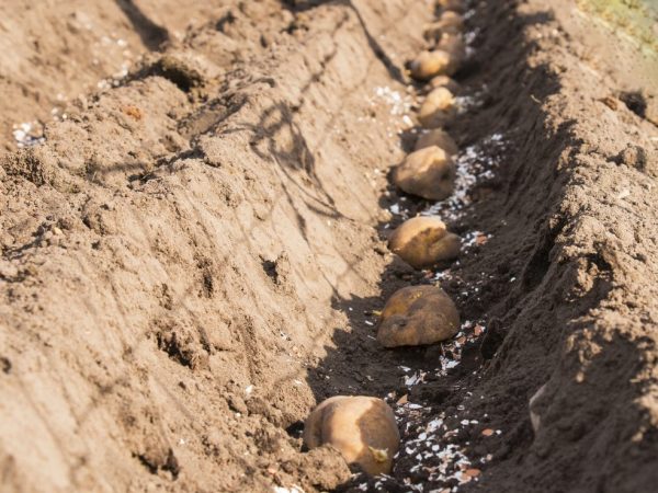 Les tubercules doivent être traités avec de la cendre avant la plantation.