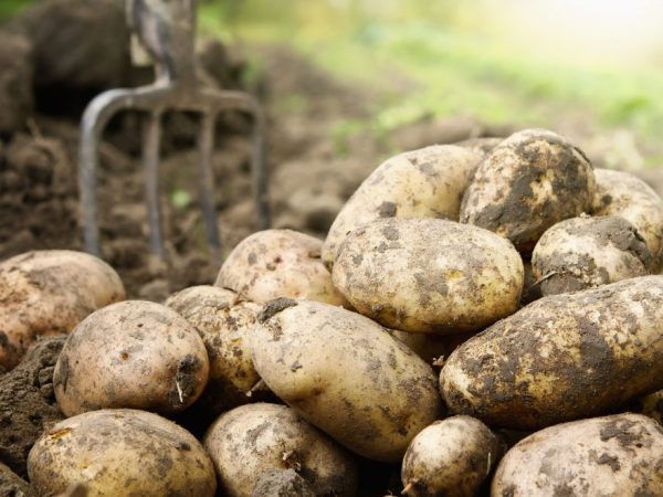 La variété a peu de défauts