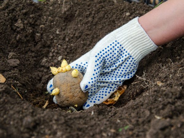 Les tubercules sont disposés les yeux levés