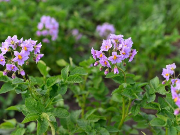 Ang mga bulaklak ng iba't ibang ito ay lila