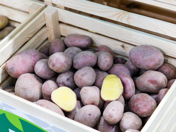 Caractéristiques des pommes de terre de bleuet