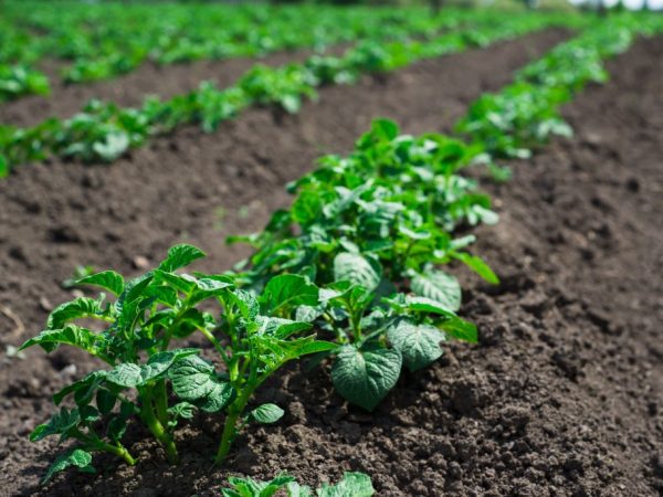 Le désherbage est important pour les plantes