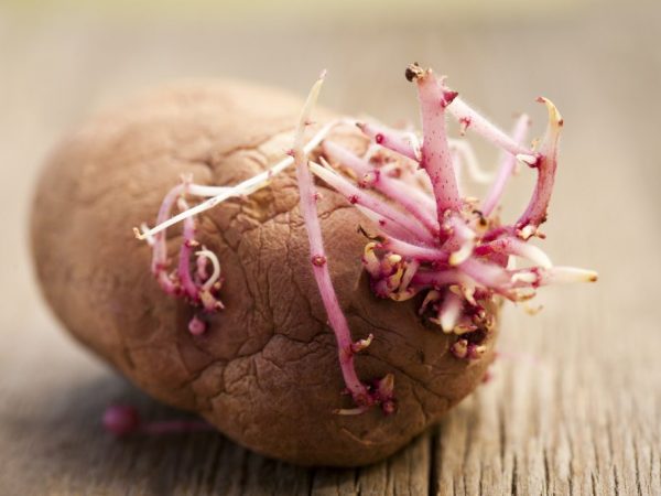 Avant la plantation, les tubercules doivent être germés.