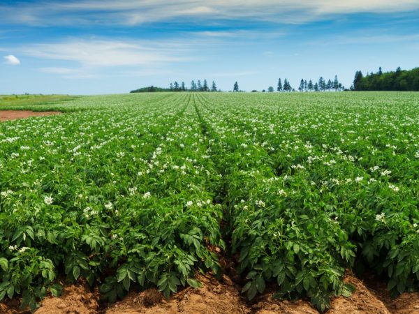 Les pommes de terre sont des plantes résistantes à la sécheresse