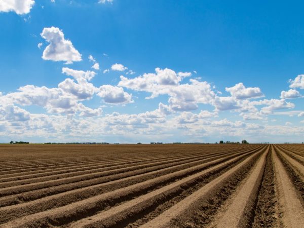 Le sol doit être préparé pour la plantation