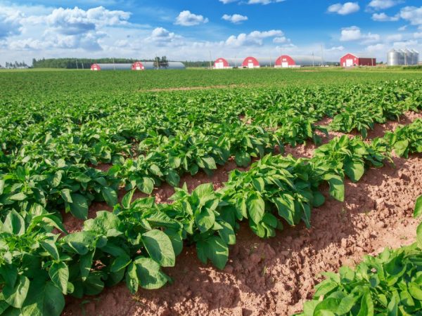 Les plantes ont besoin de bons soins