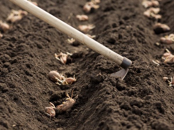 Les tubercules doivent être désinfectés avant la plantation.