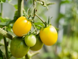 Paglalarawan ng tomato Golden Egg