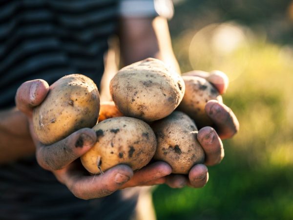 Caractéristiques des pommes de terre Zorachka