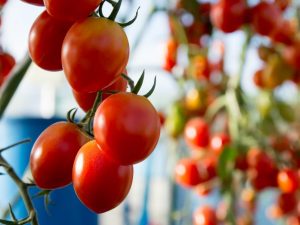 Paglalarawan at mga katangian ng tomato Miracle Lazy