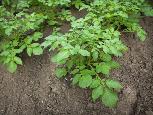 Les plantes doivent être entretenues