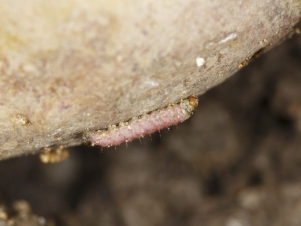 Il est très difficile de lutter contre les mites.