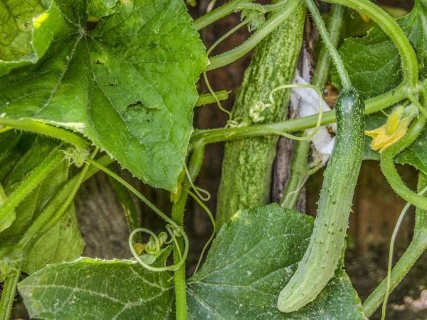 Caractéristiques de la variété de concombres serpents chinois