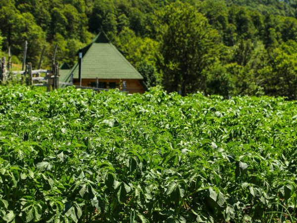 Retirer le dessus des pommes de terre