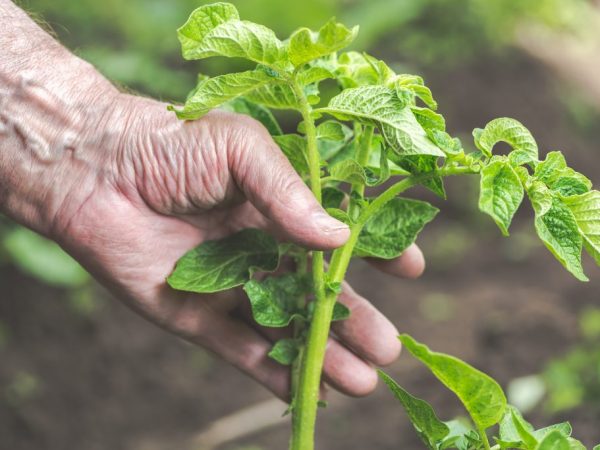 La maturation des tubercules peut être accélérée