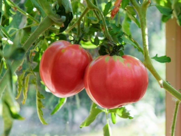 Paglalarawan ng tomato Raspberry Giant