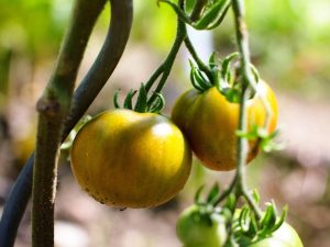 Paglalarawan ng tomato Honey Giant