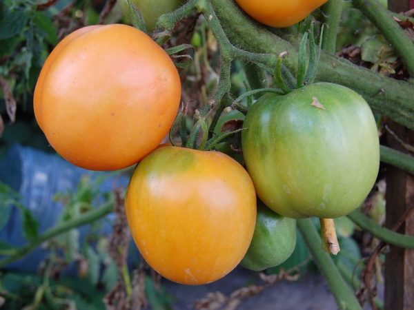 Mga katangian ng tomato Honey Spas