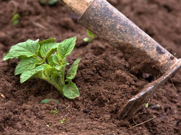 Les mauvaises herbes doivent être enlevées avant le buttage.