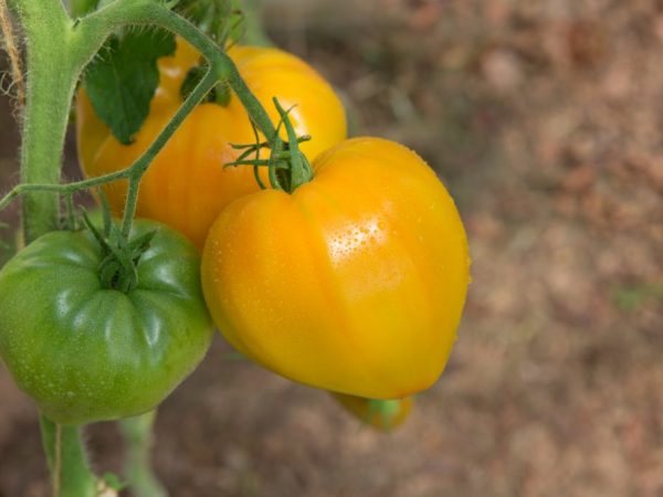 Paglalarawan ng tomato Orange Heart