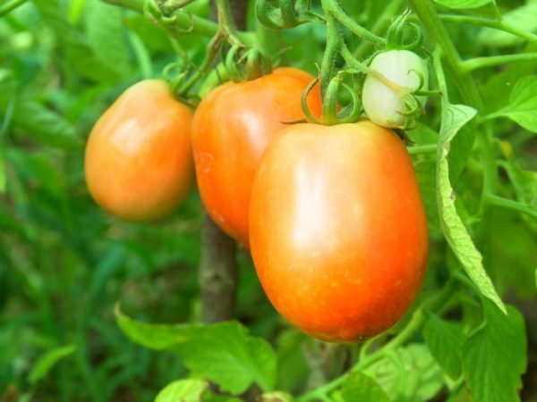 Paglalarawan ng Orange Giant tomato