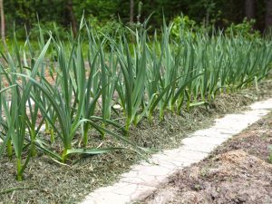 Spring na pagtatanim ng bawang sa bukas na lupa