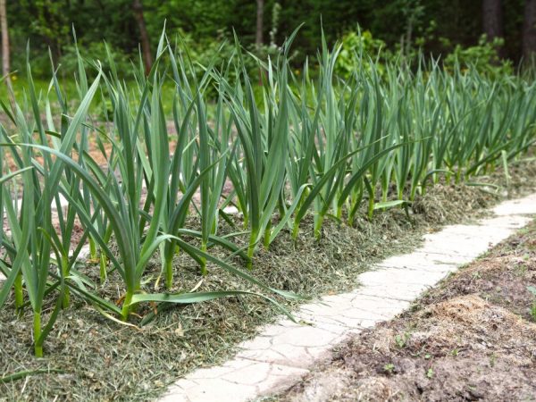 Spring na pagtatanim ng bawang sa bukas na lupa