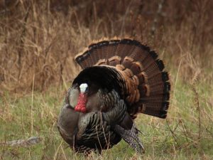 Mga sanhi ng pag-pecking sa mga turkey at mga hakbang upang maiwasan ang problemang ito