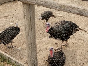 Diy turkey shed