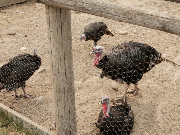 Diy turkey shed