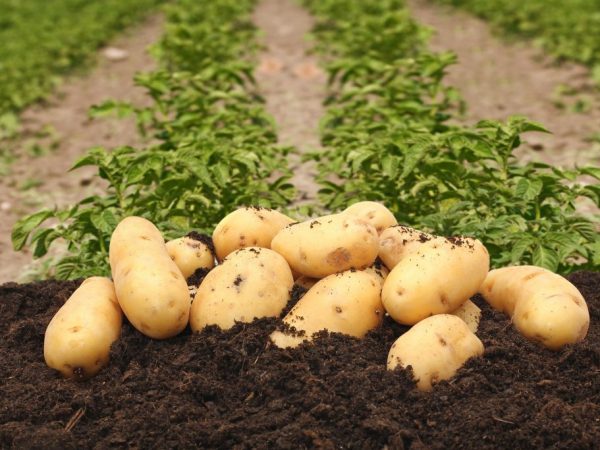 Les pommes de terre vous raviront avec goût