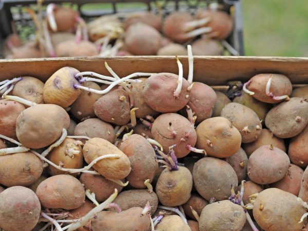 Nous plantons des pommes de terre à partir de la fin du printemps