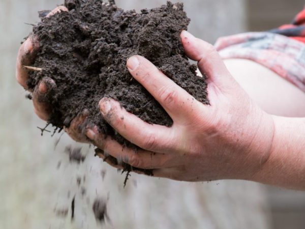 L'humus augmentera le rendement des plantes