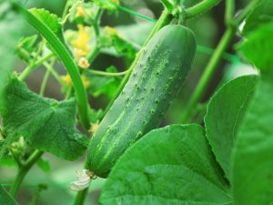 Paglalarawan ng Ajax cucumber