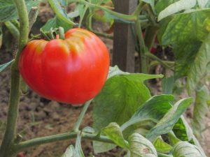 Paglalarawan ng pink Abakan tomato