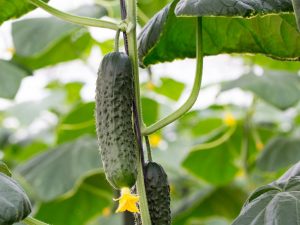 Mga Katangian ng mga cucumber ng Adam