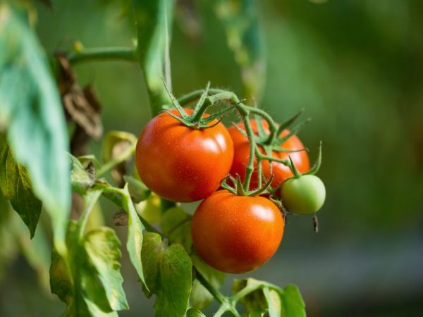 Paglalarawan ng Agata Tomato