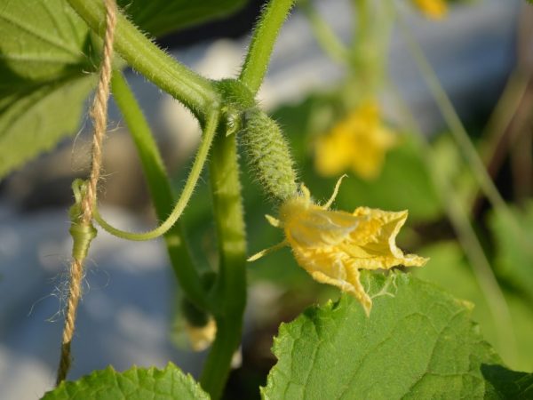 La variété peut être cultivée par semis et graines.